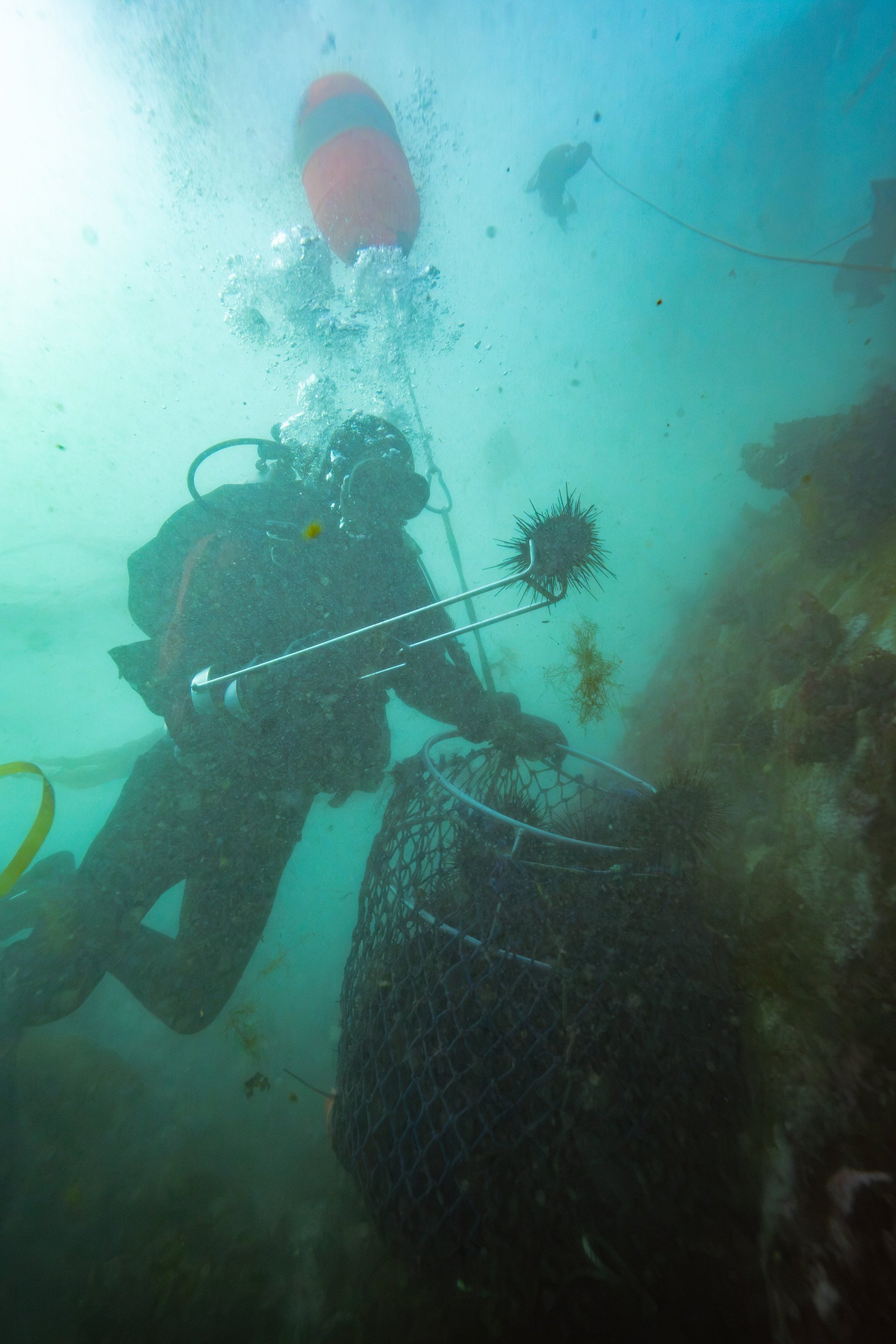 Commercial diver at work using a hand tool underwater on a reef